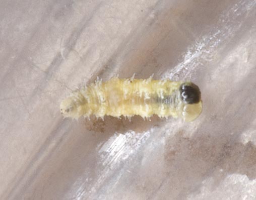 Larva di coccinella ? no, di sirfide